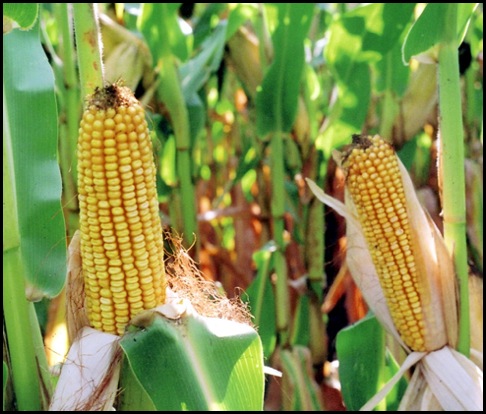 corn1